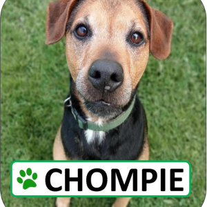 Chompie Sponsorship Pack