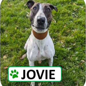 Jovie Sponsorship Pack