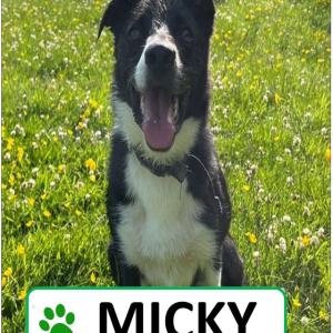 Micky Sponsorship Pack