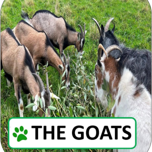 The Goats Sponsorship Pack